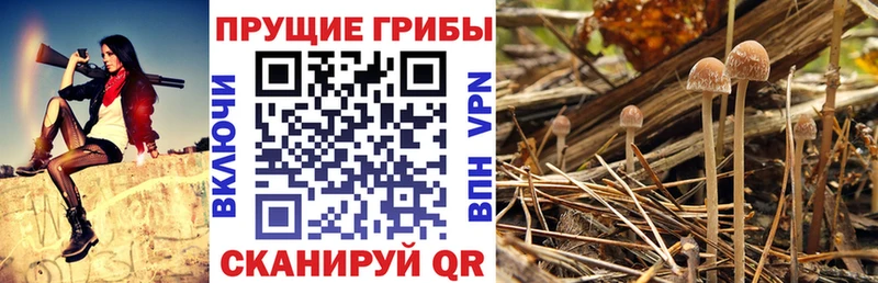 Галлюциногенные грибы ЛСД  Карачев 